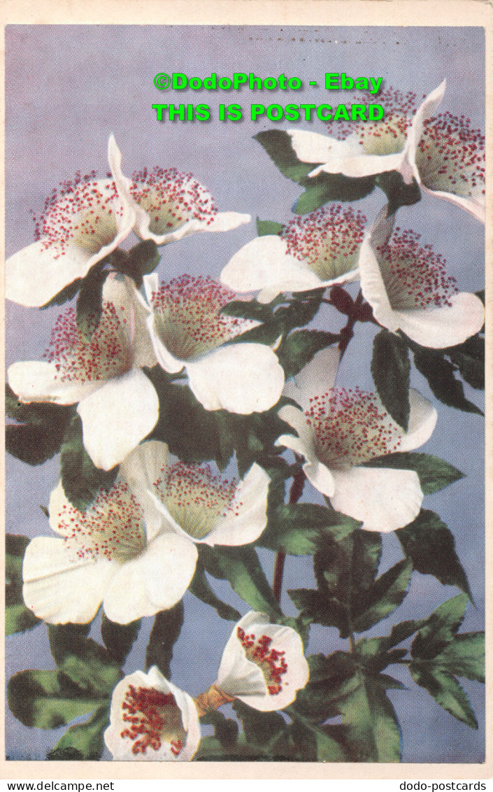 R419975 White Flowers. Postcard - World