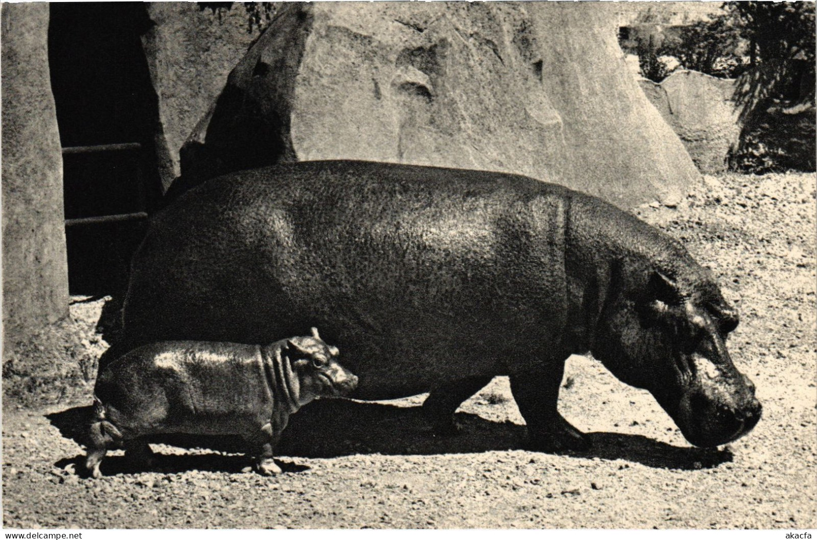 CPA Paris Bois De Vincennes Hippopotame (1390808) - Museums