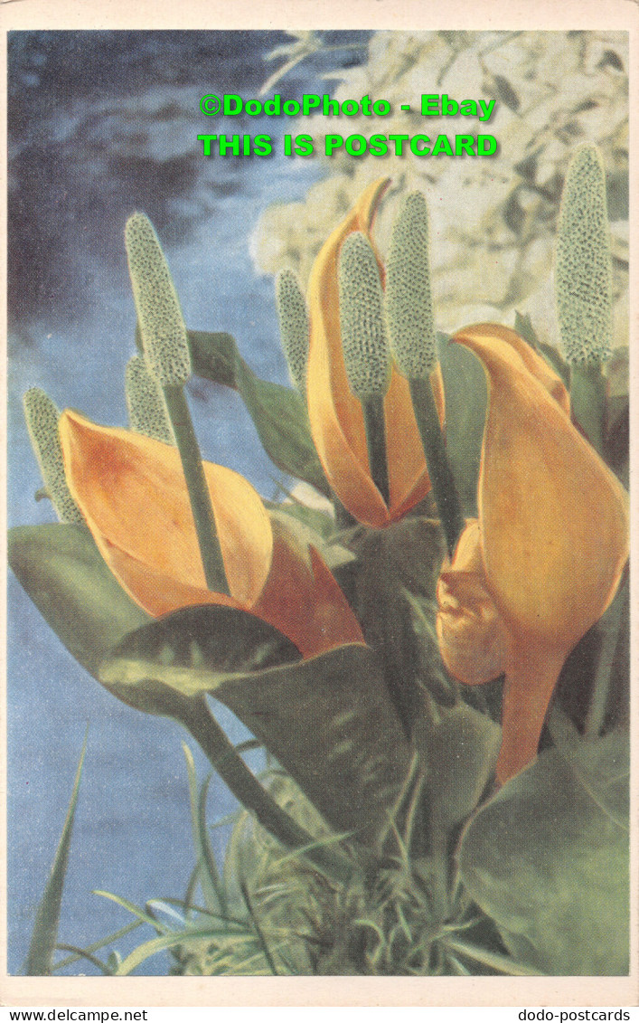 R419976 Flowers Calla. Postcard - World