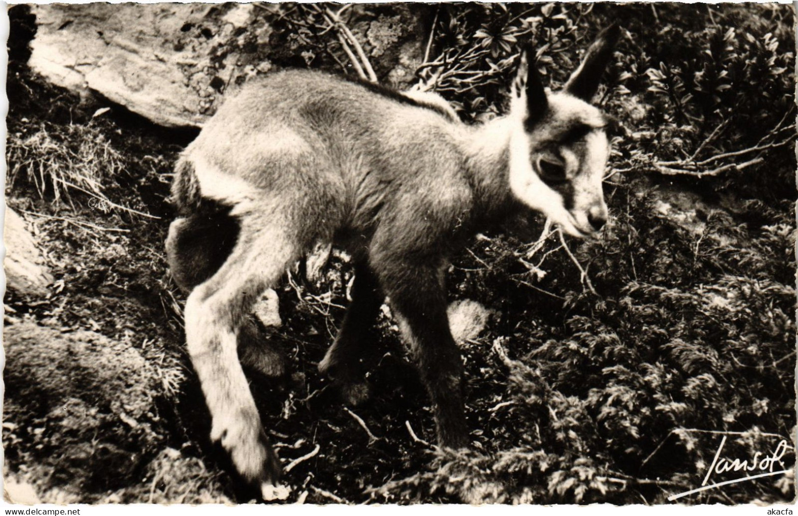 CPM Animaux De La MOntagne Petit Chamois (1390718) - Autres & Non Classés