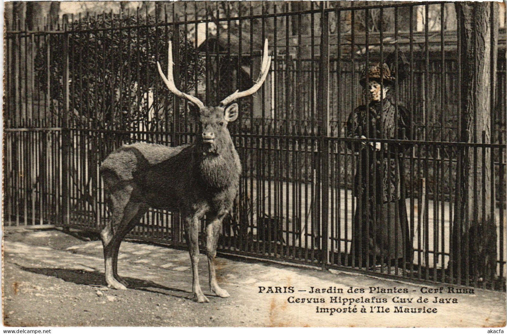 CPA Paris Jardin Des Plantes Cervus Hippelafus (1390803) - Museums