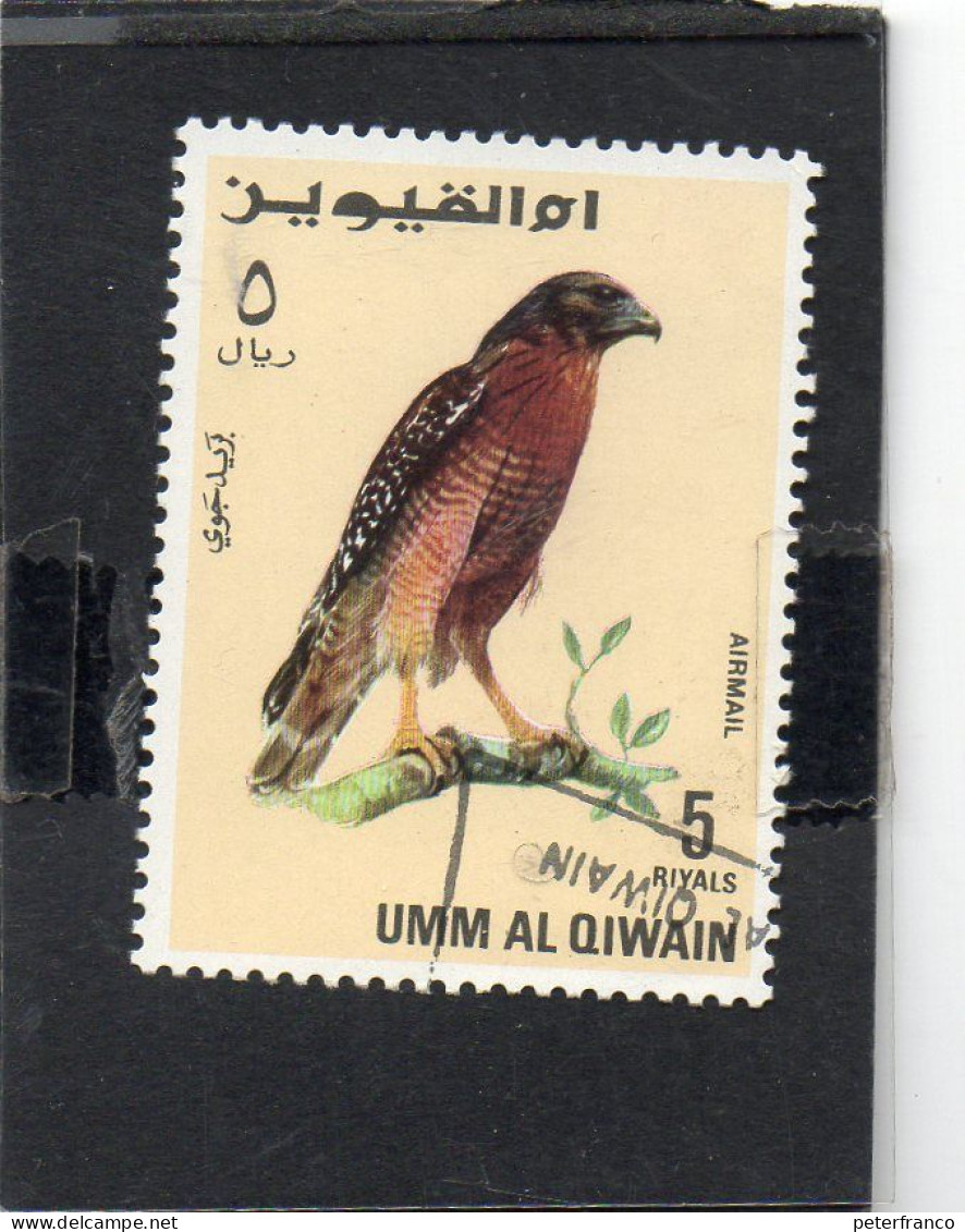 Umm Al Qiwain - Yemen - Aquila - Adler & Greifvögel