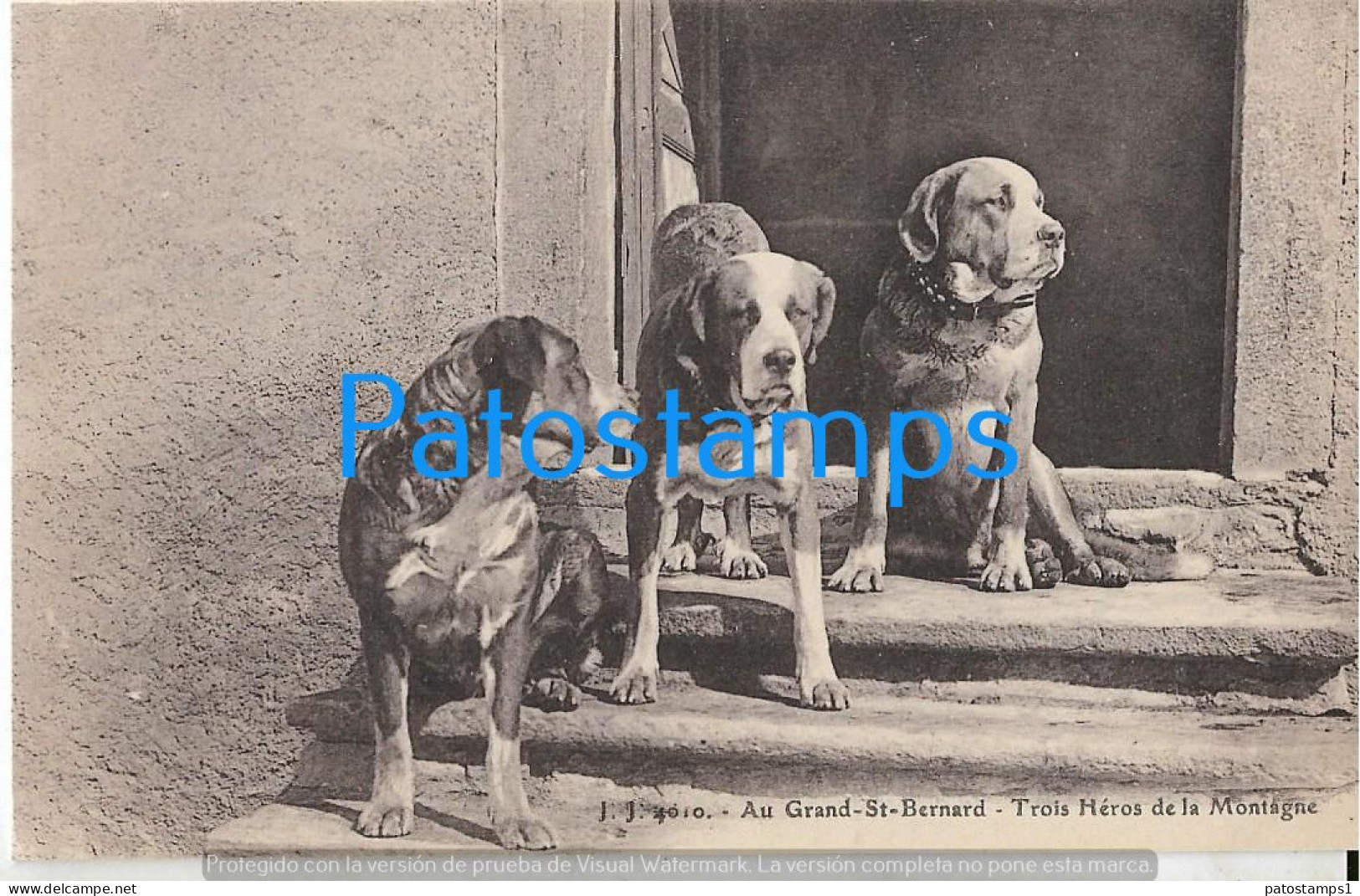 228931 SWITZERLAND ST BERNARD THE THREE DOG MOUNTAIN HEROES POSTAL POSTCARD - Altri & Non Classificati