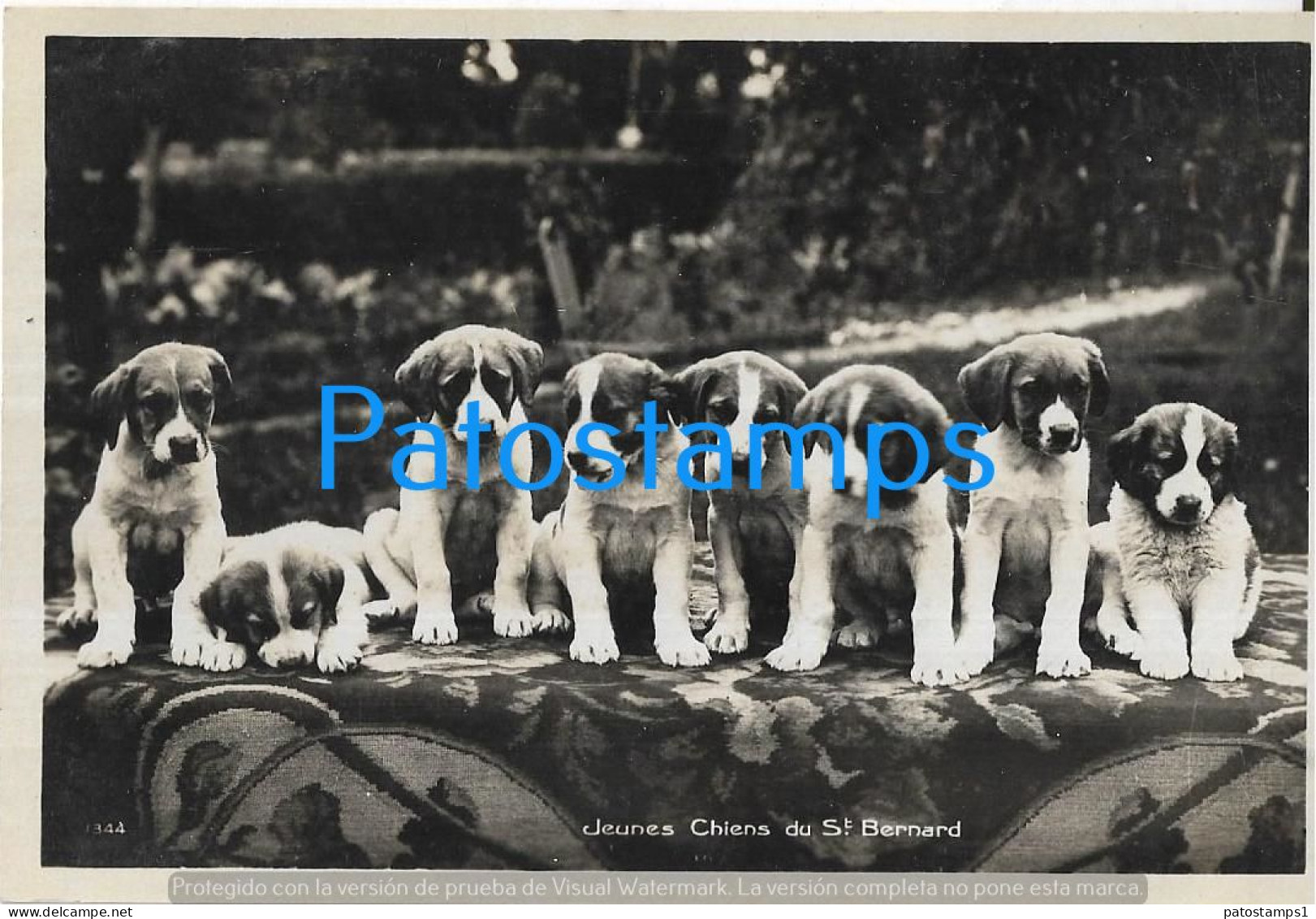 228932 SWITZERLAND ST BERNARD THE VERY DOG POSTAL POSTCARD - Autres & Non Classés