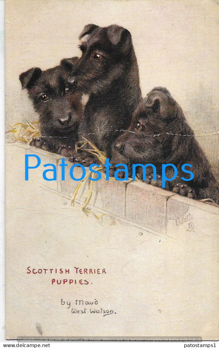 228933 ART ARTE SIGNED MAUD WEST WATSON THREE DOG SCOTTISH TERRIER PUPPIES BREAK POSTAL POSTCARD - Other & Unclassified