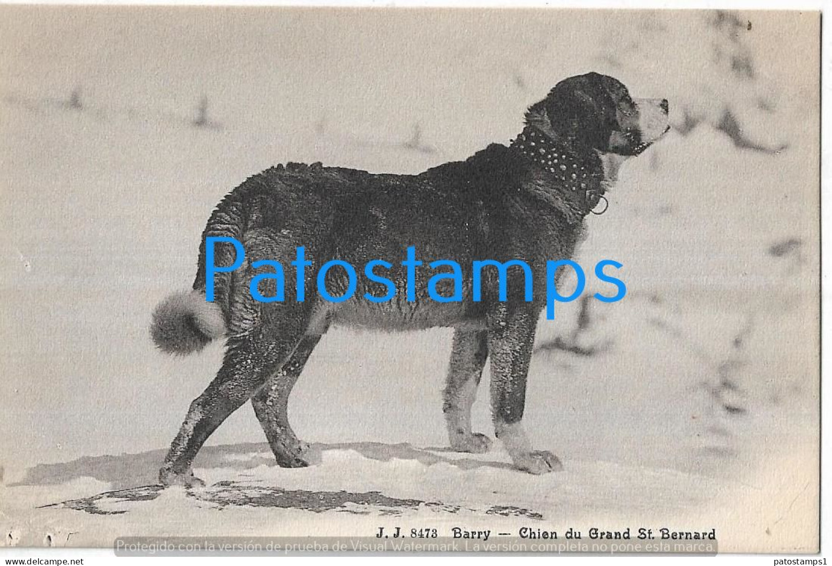 228934 SWITZERLAND BARRY ST BERNARD DOG POSTAL POSTCARD - Andere & Zonder Classificatie