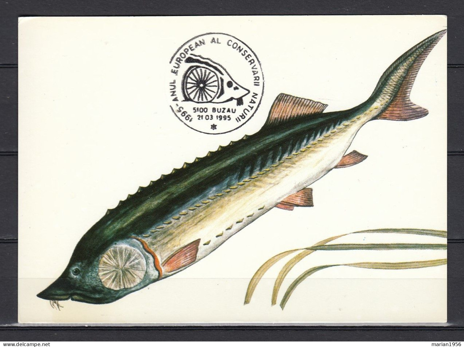 Carte Maximum 1995 - POISSONS - ESTURGEON - Fishes