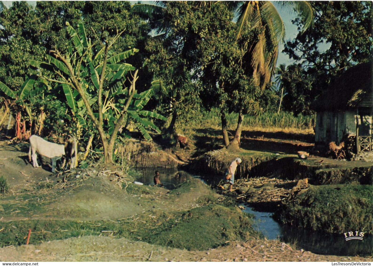 ANTILLES - Haiti - Leogane - Animé - Vue Générale  - Vaches - Carte Postale - Haïti