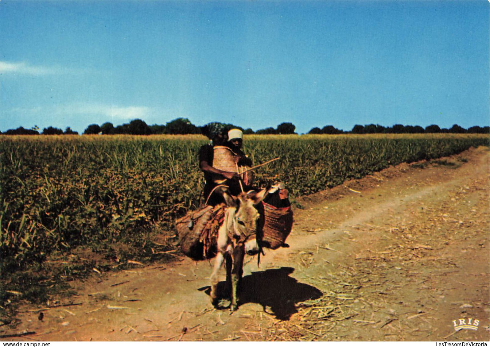 ANTILLES - Haïti - Retour Du Marché - Coming Back From Market - Animé - âne - Carte Postale - Haïti