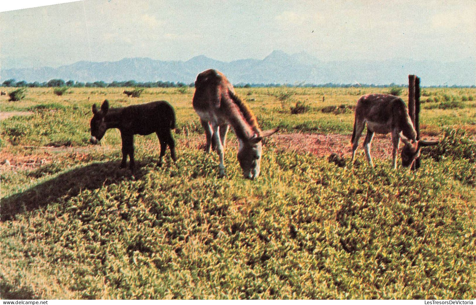 ANTILLES - A New Arrival Contetedly Grazes Under The Watchfuleyes Of His Parents - Cap Haïtien - Haïti - Carte Postale - Haïti