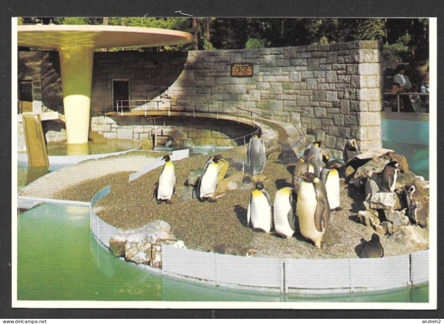 Vancouver  Colombie Britannique Canada - Penguins In Stanley Park - No: KS-3733 - Photo George Weinhaupl - Vancouver