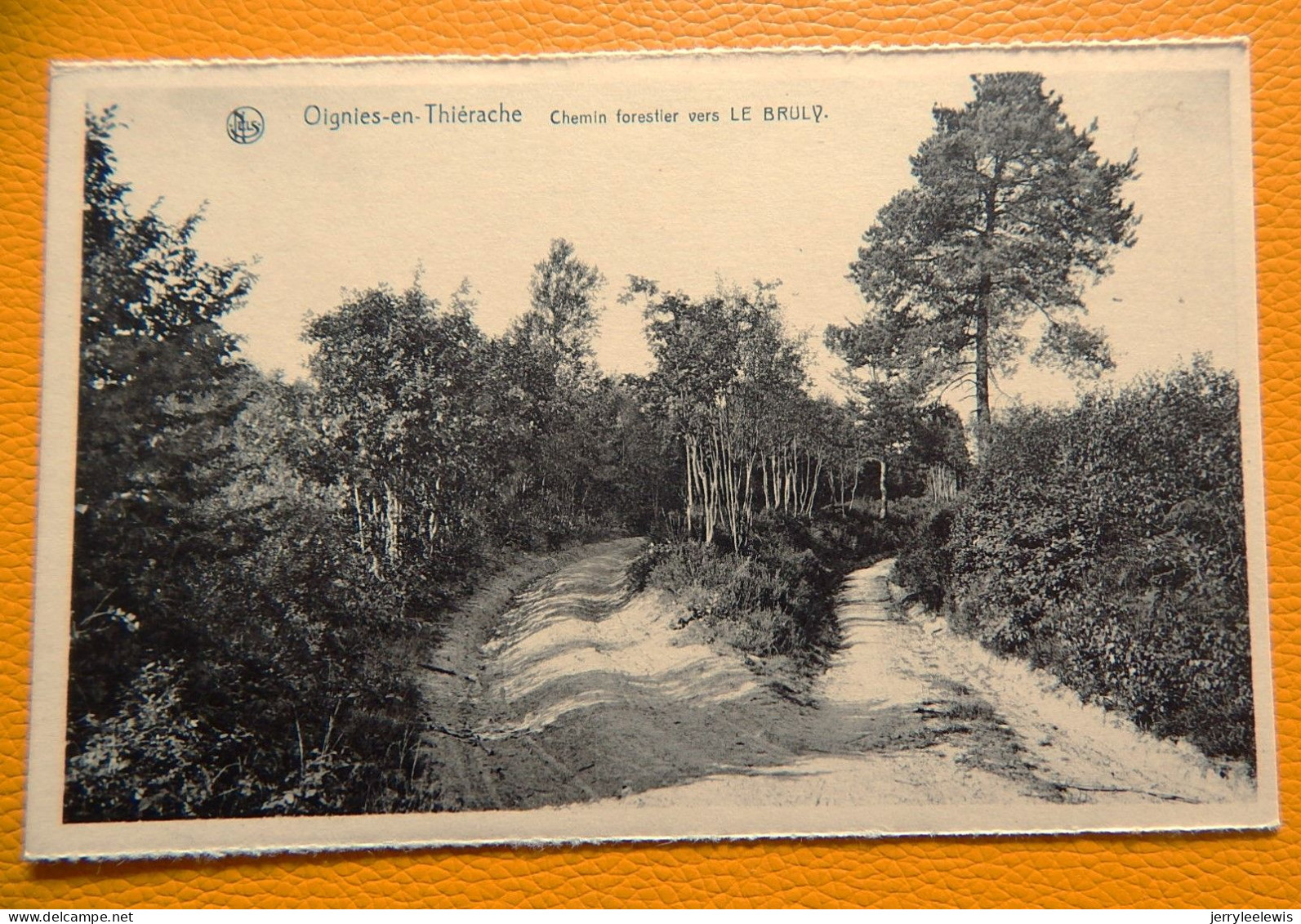 OIGNIES-en-THIERACHE -  Chemin Forestier Vers Le Bruly - Viroinval