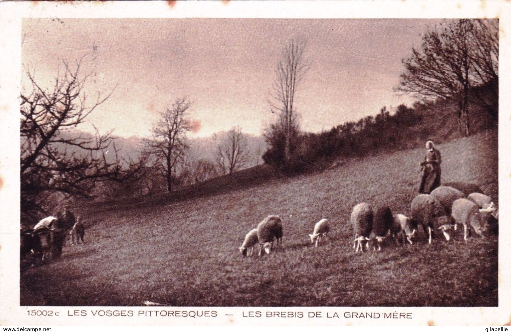 88 - Vosges - Les Brebis De Grand Mere - Moutons Au Paturage - Altri & Non Classificati