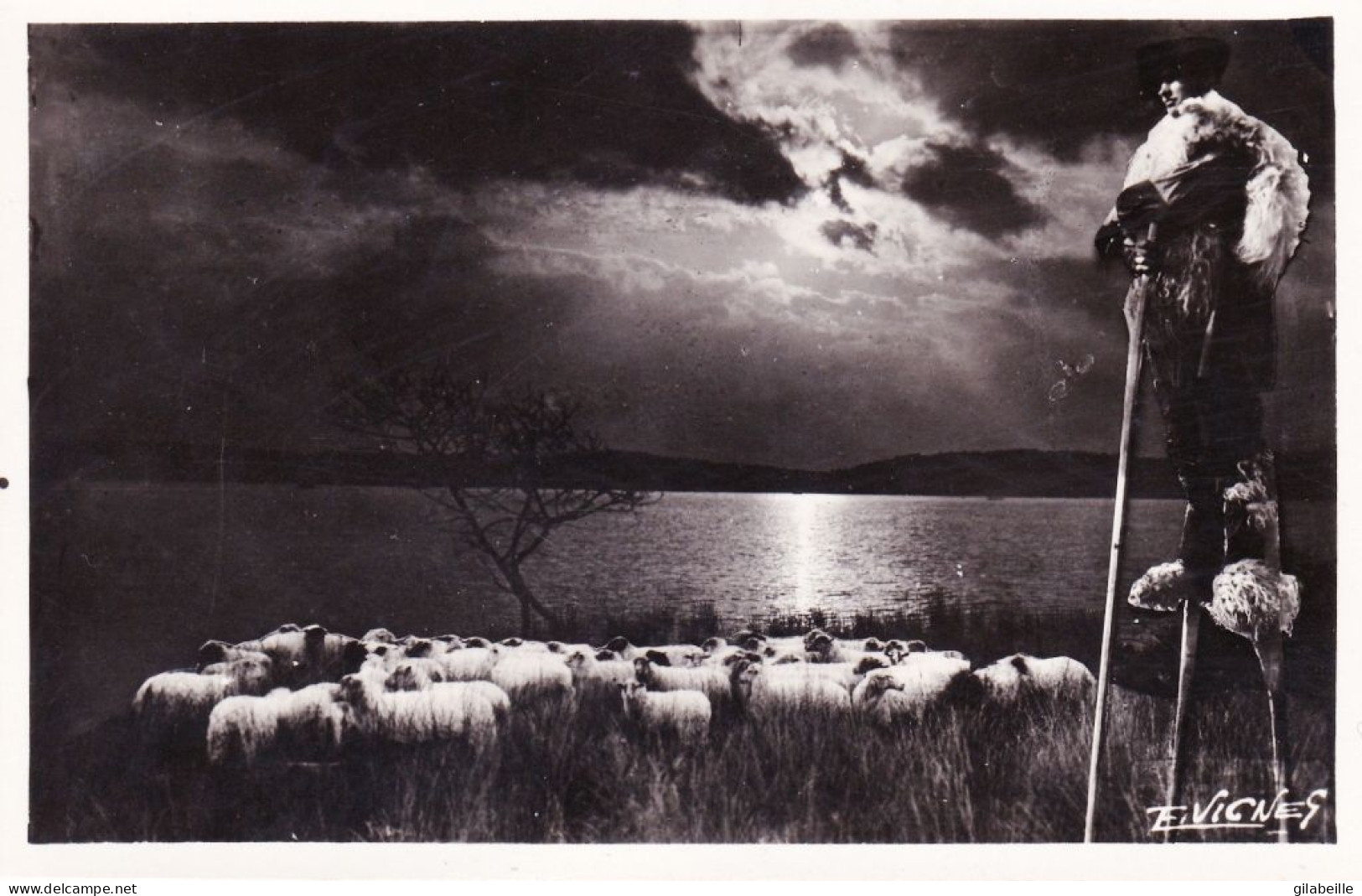 40 - Landes - Au Pays Gascon - Un Soir Au Bord Des Lacs - Berger Sur Ses Echasses Et Son Troupeau De Moutons - Sonstige & Ohne Zuordnung