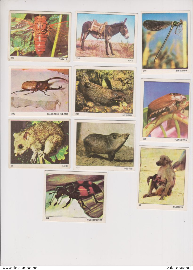 Images Jeunesse Collection "Tous Les Animaux" Lot De 10 - Other & Unclassified