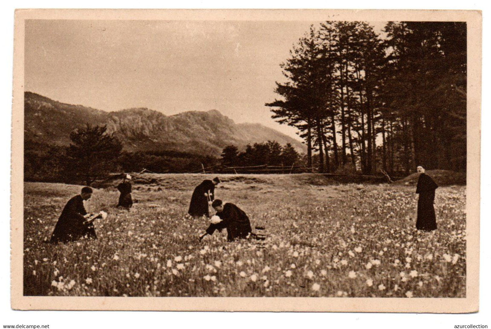 Thorenc. Sanatorium Du Clergé De France. La Cueillette Des Narcisses - Autres & Non Classés