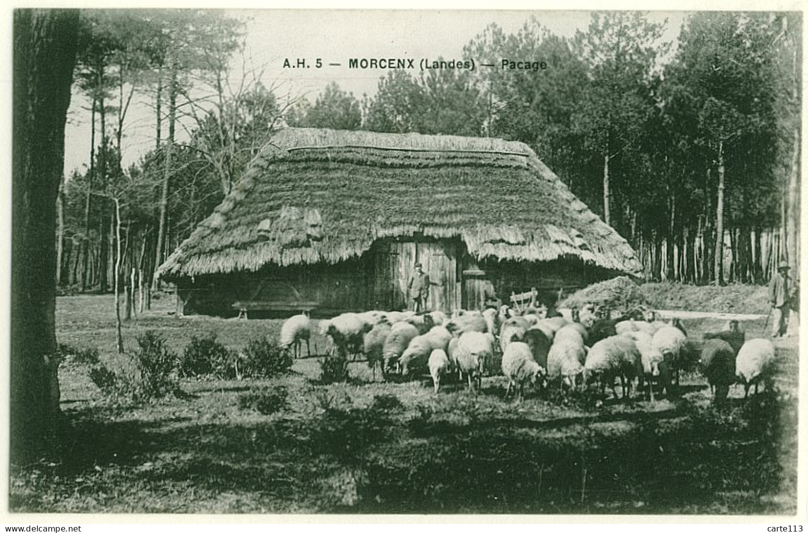 40 - B16901CPA - MORCENX - Pacage , Bergerie, Moutons - Très Bon état - LANDES - Morcenx