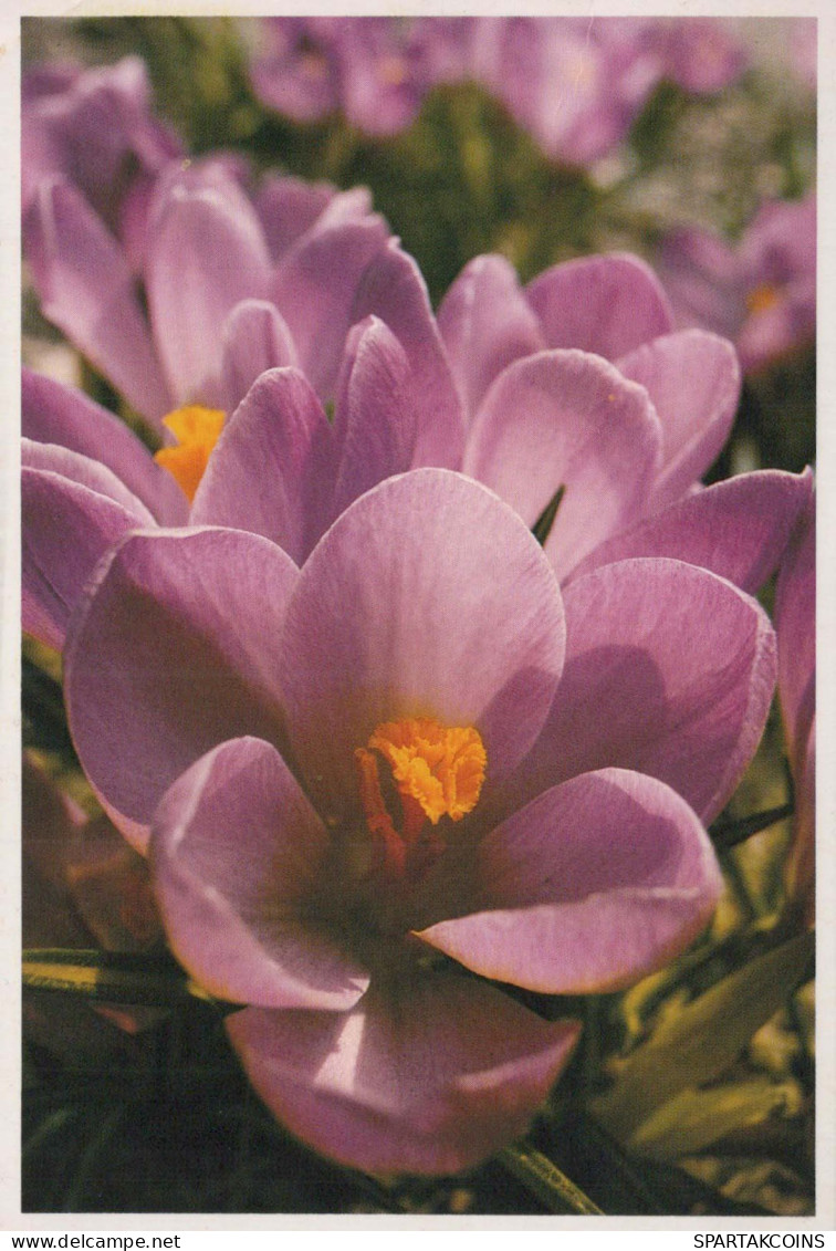 FIORI Vintage Cartolina CPSM #PAR460.A - Flowers