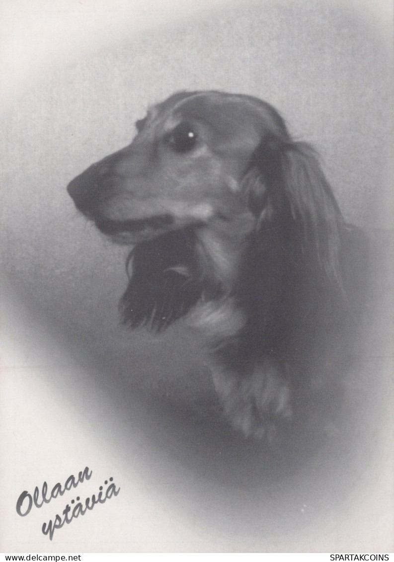 DOG Animals Vintage Postcard CPSM #PAN972.A - Chiens