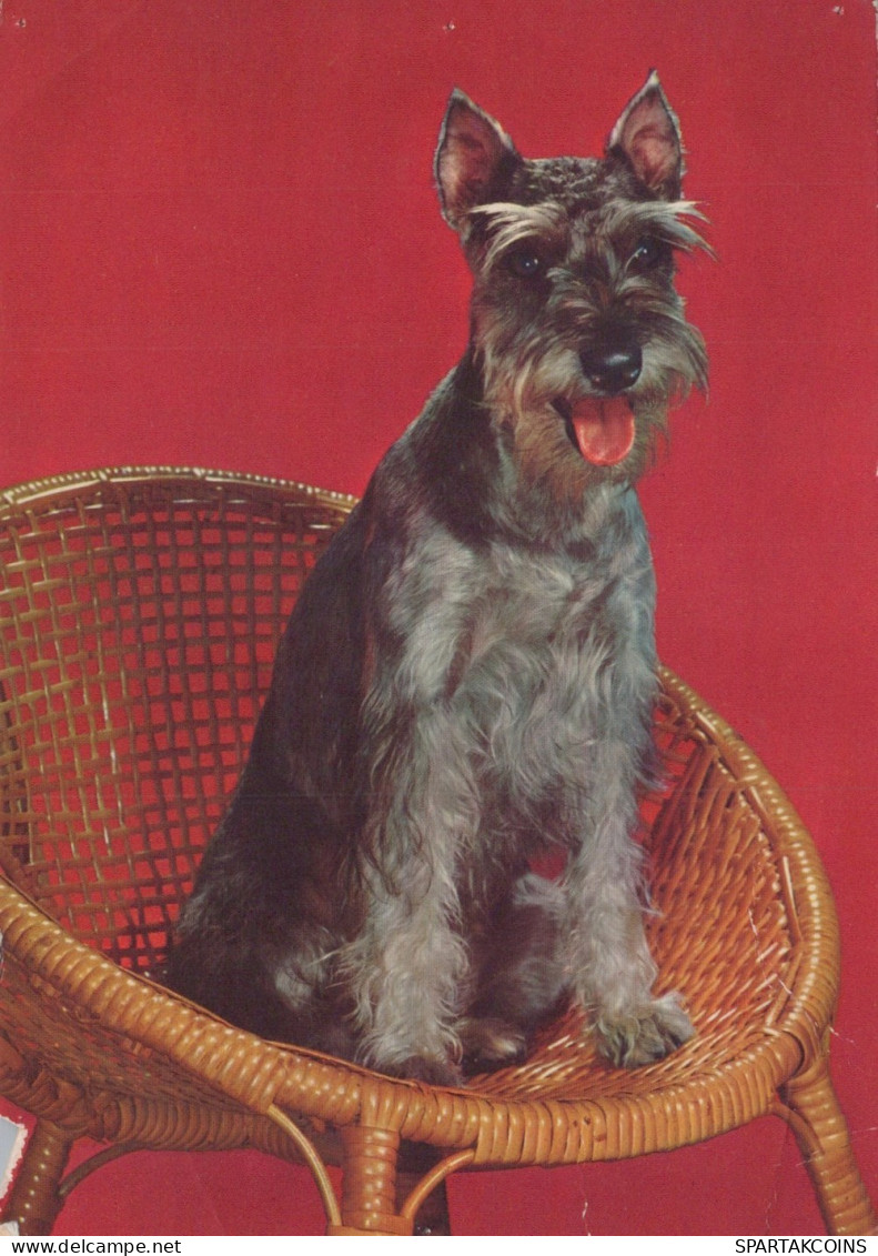 CANE Animale Vintage Cartolina CPSM #PAN889.A - Chiens
