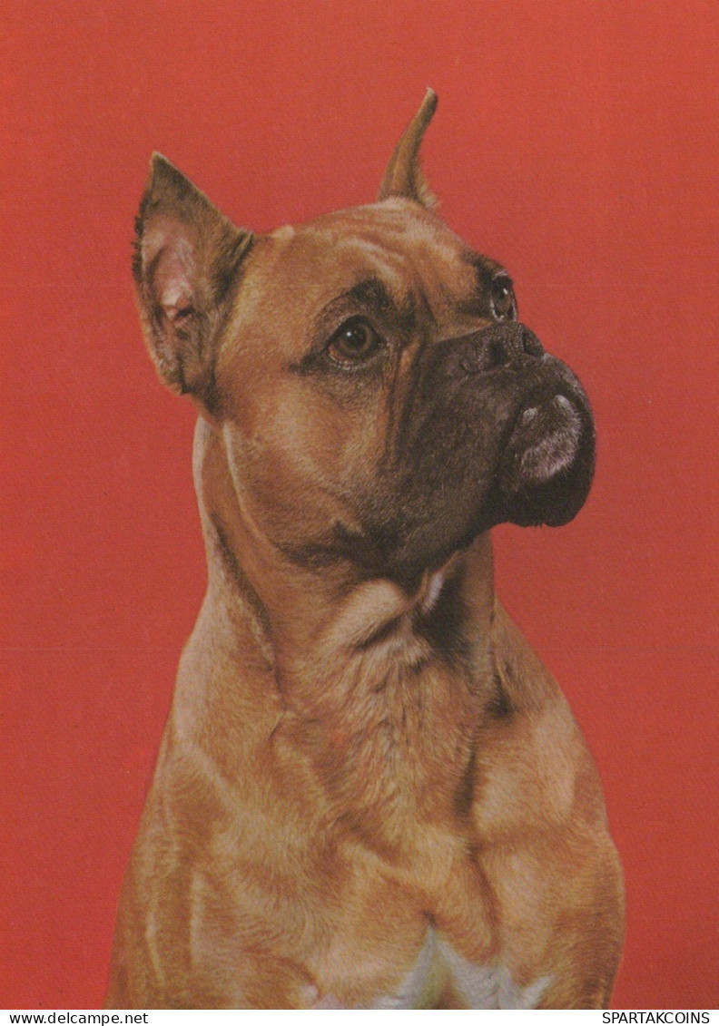 HUND Tier Vintage Ansichtskarte Postkarte CPSM #PAN831.A - Dogs
