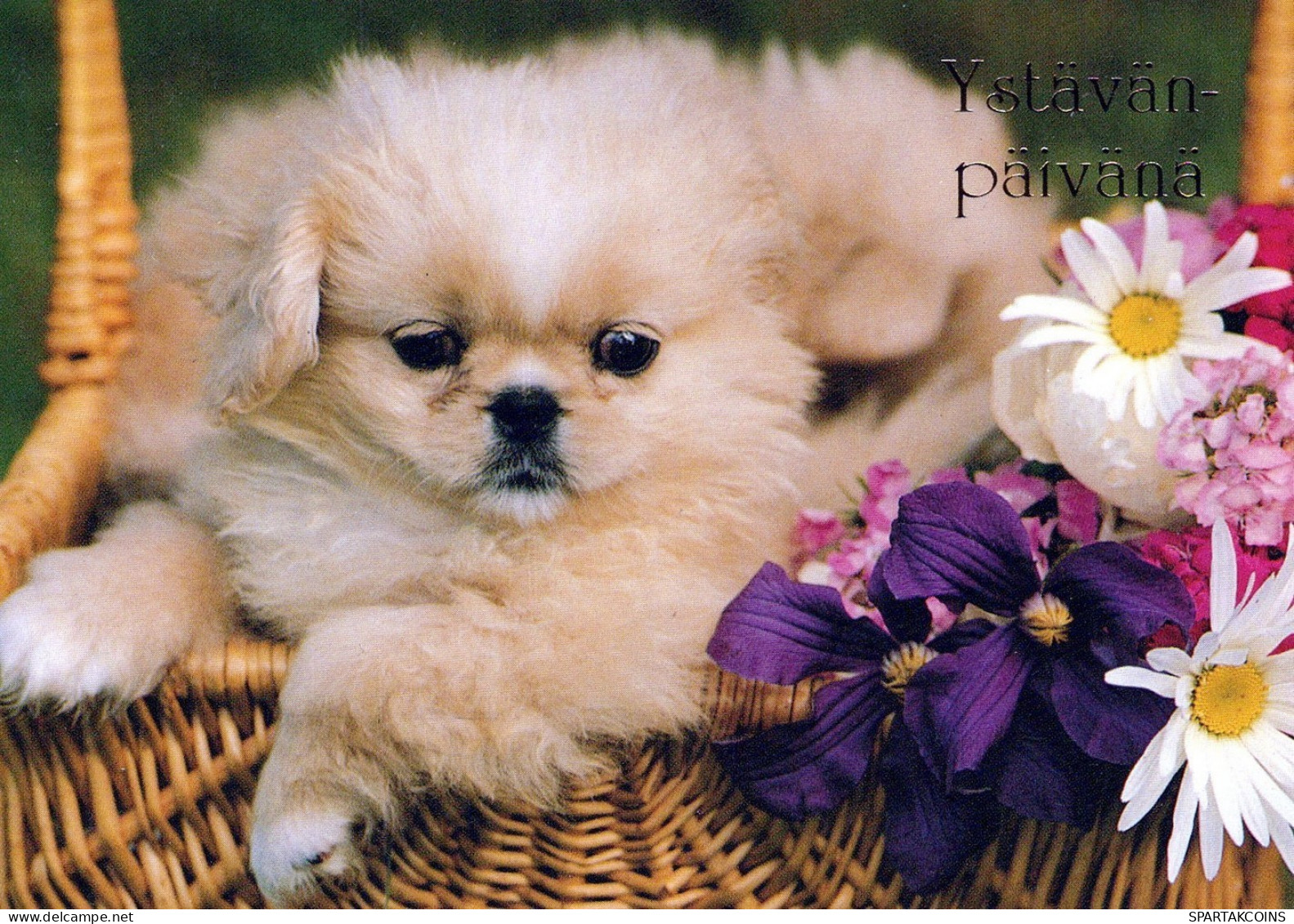 DOG Animals Vintage Postcard CPSM #PAN687.A - Hunde
