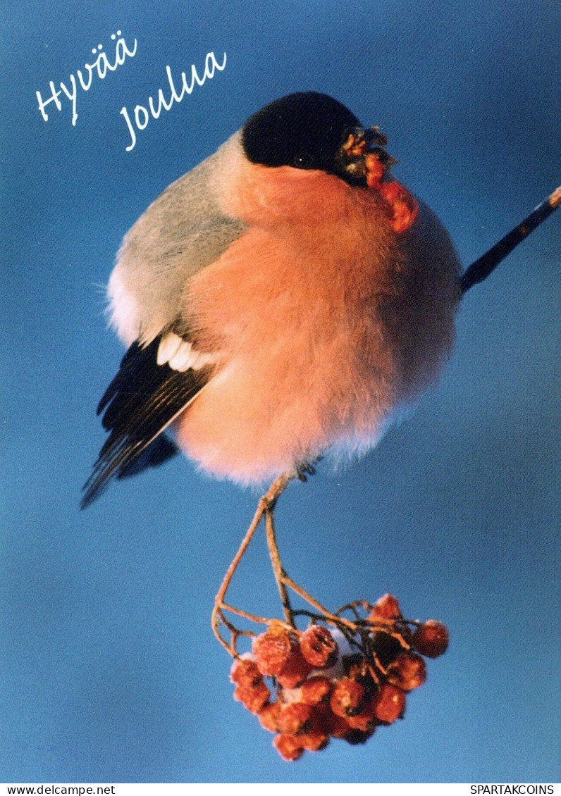 VOGEL Tier Vintage Ansichtskarte Postkarte CPSM #PAN381.A - Pájaros
