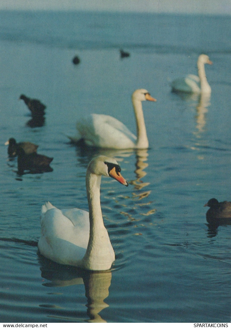 UCCELLO Animale Vintage Cartolina CPSM #PAN329.A - Birds