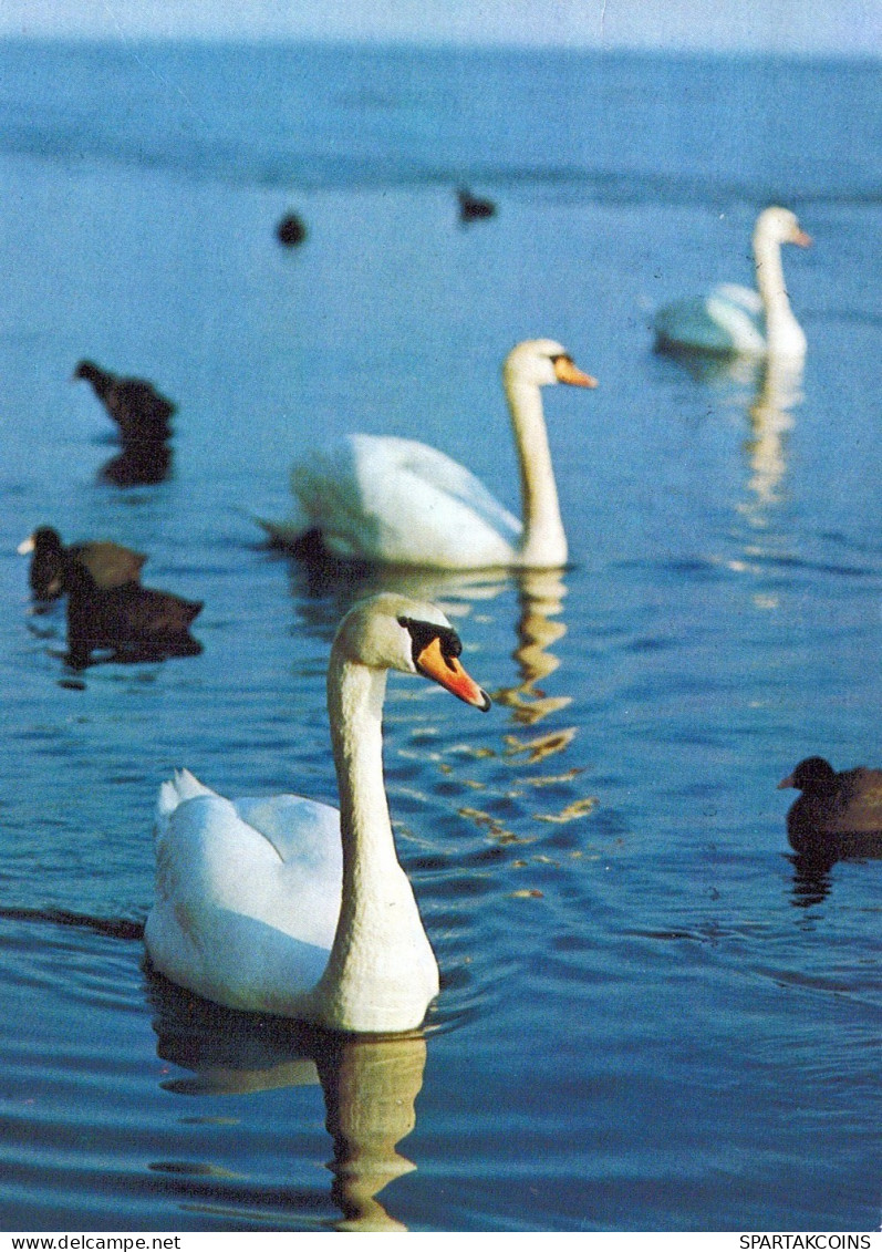UCCELLO Animale Vintage Cartolina CPSM #PAN329.A - Birds