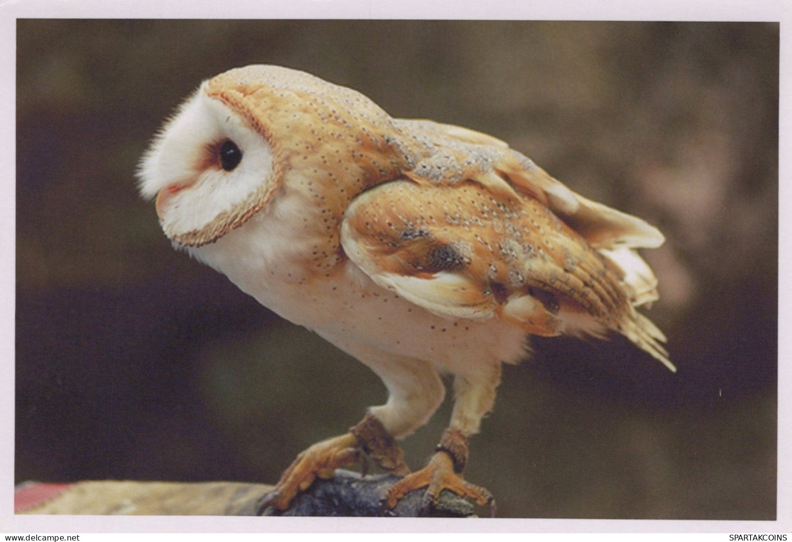 VOGEL Tier Vintage Ansichtskarte Postkarte CPSM #PAN361.A - Pájaros