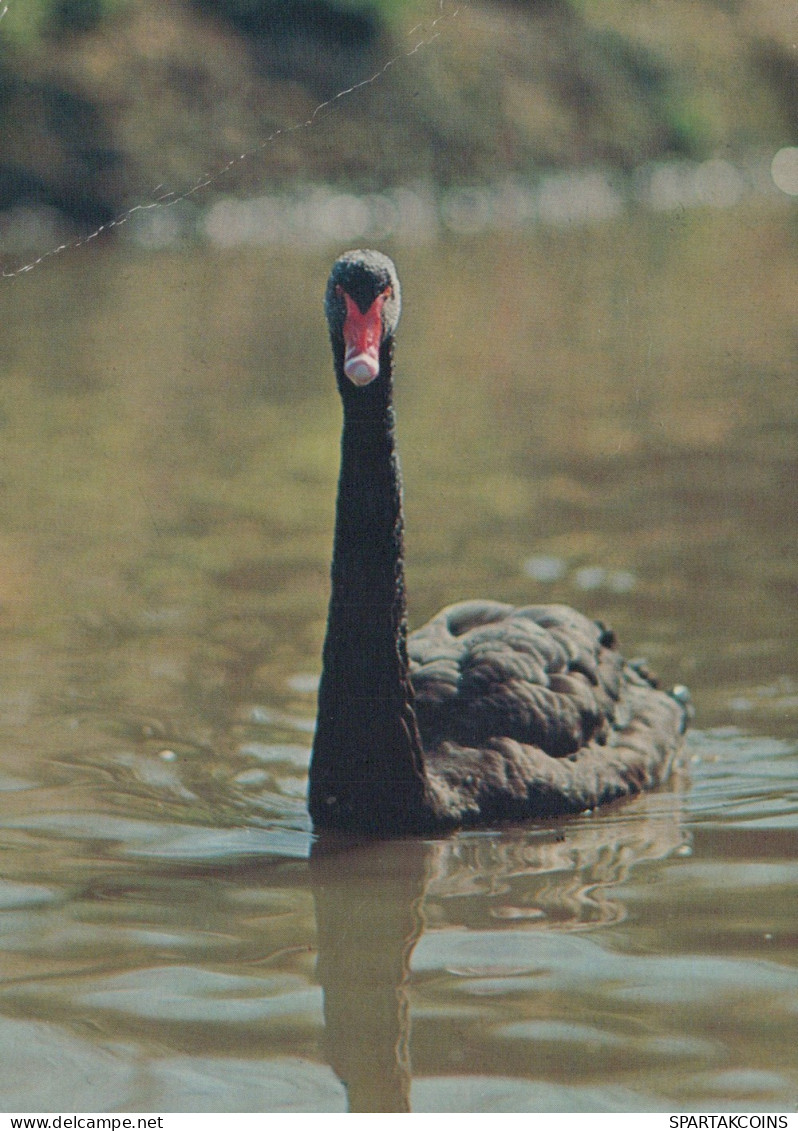 OISEAU Animaux Vintage Carte Postale CPSM #PAN325.A - Pájaros