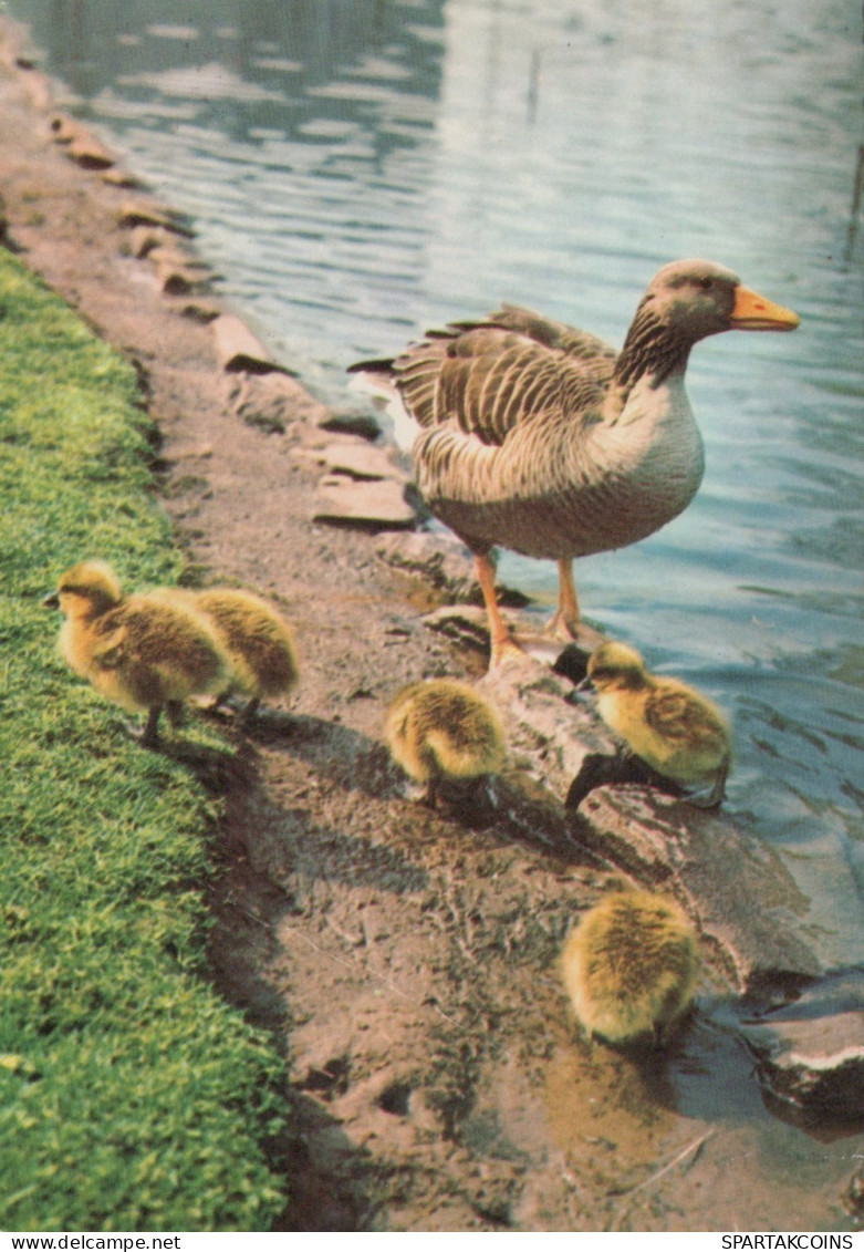 VOGEL Tier Vintage Ansichtskarte Postkarte CPSM #PAN321.A - Pájaros