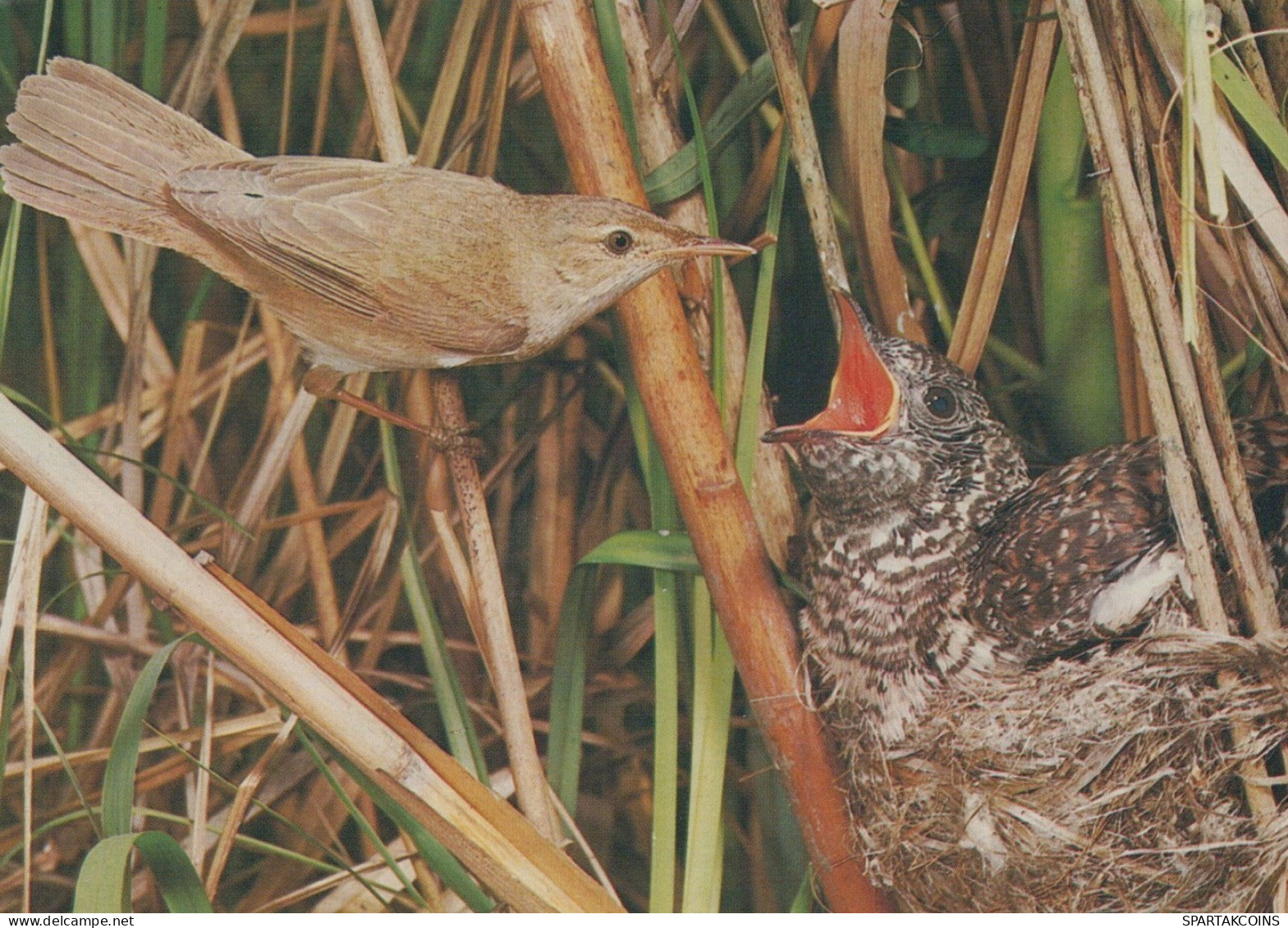 PÁJARO Animales Vintage Tarjeta Postal CPSM #PAN273.A - Pájaros