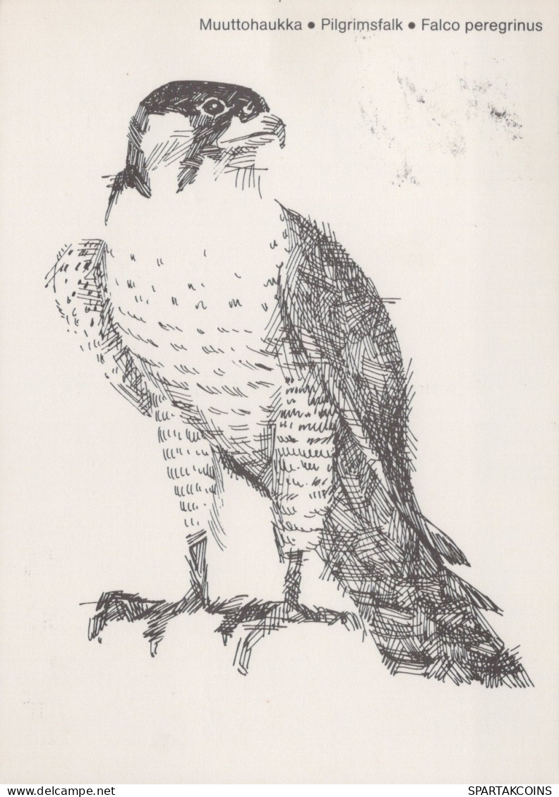 UCCELLO Animale Vintage Cartolina CPSM #PAN249.A - Birds