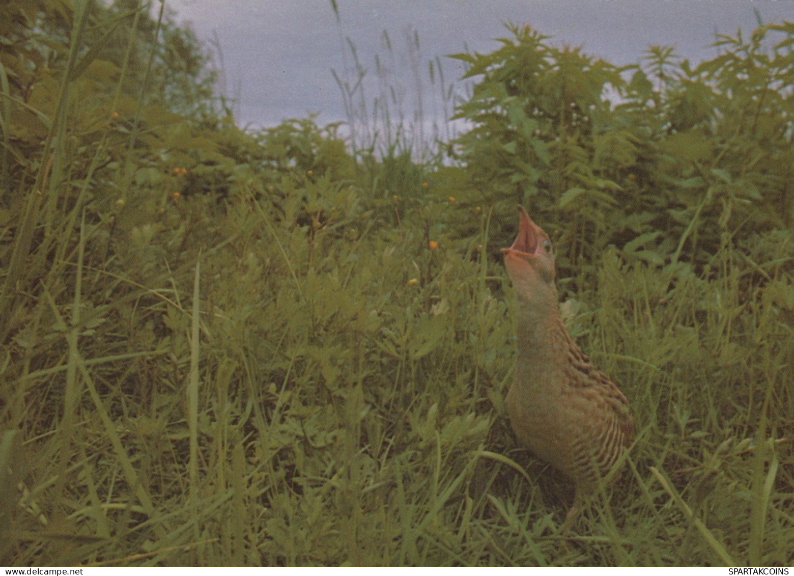 BIRD Animals Vintage Postcard CPSM #PAN217.A - Birds