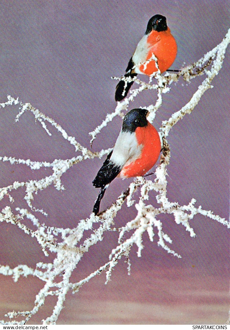 UCCELLO Animale Vintage Cartolina CPSM #PAM928.A - Birds