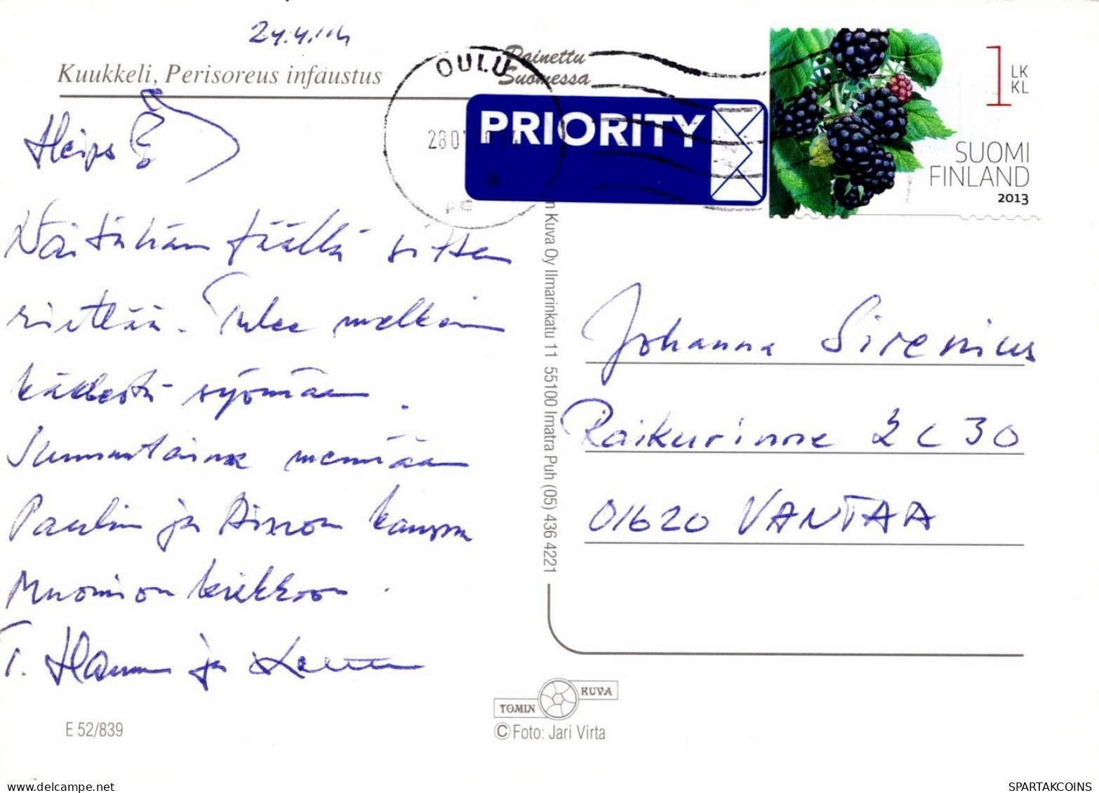 OISEAU Animaux Vintage Carte Postale CPSM #PAM744.A - Birds