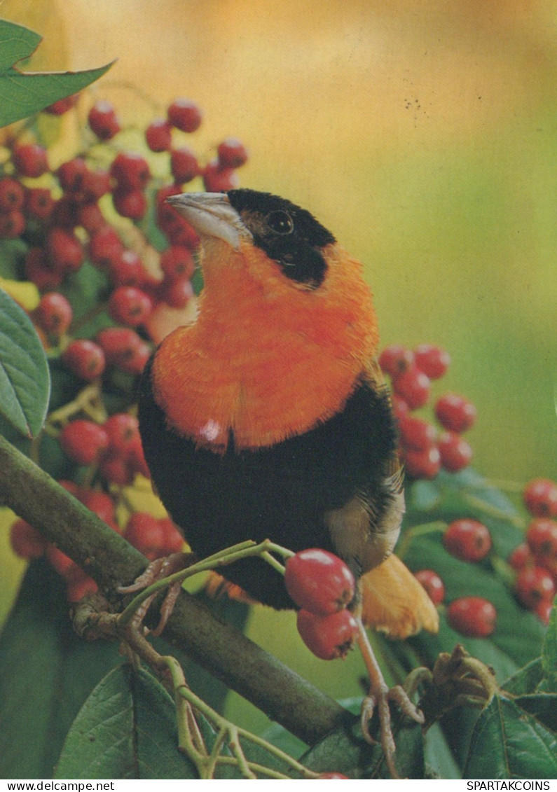 BIRD Animals Vintage Postcard CPSM #PAM691.A - Pájaros