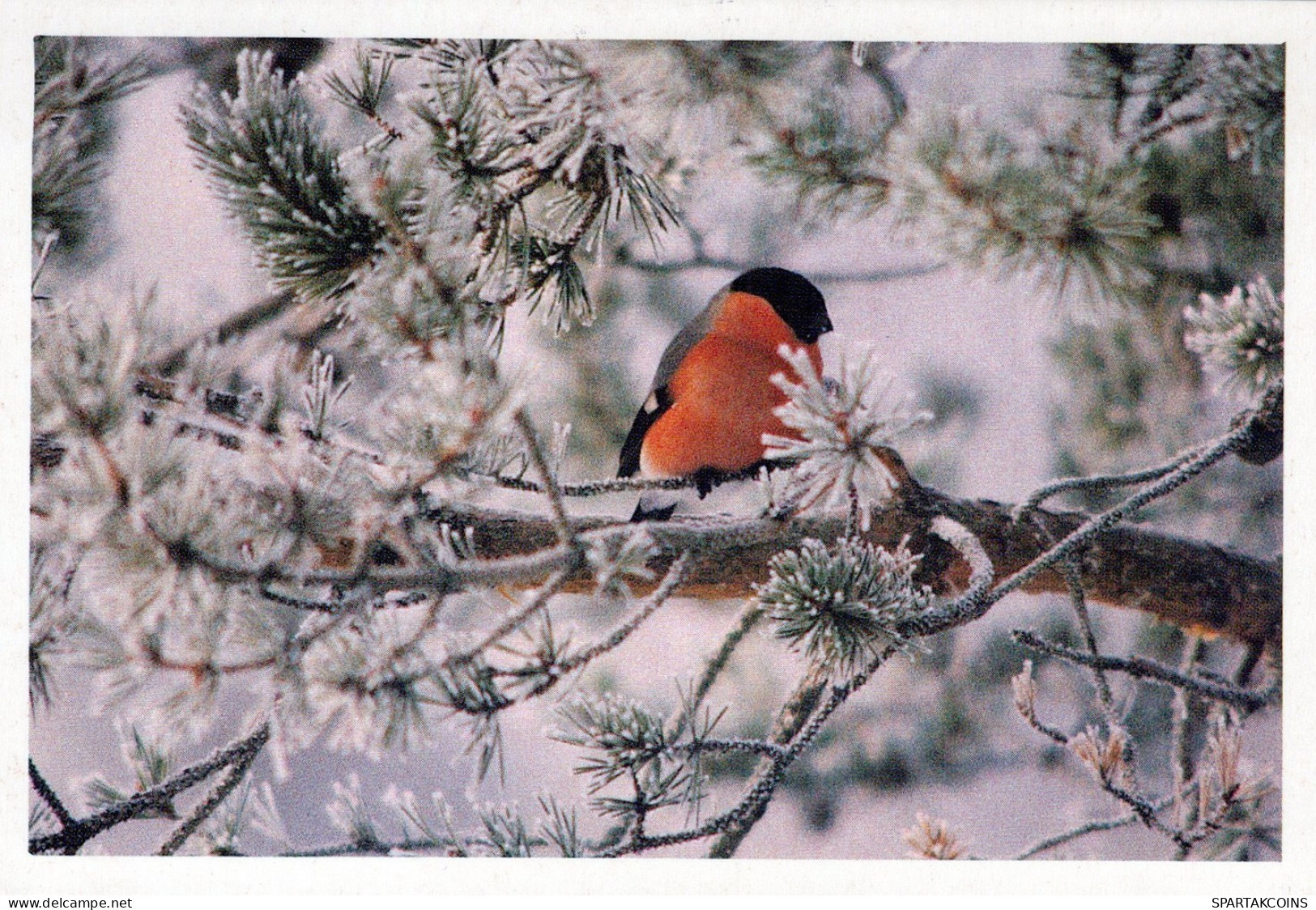 VOGEL Tier Vintage Ansichtskarte Postkarte CPSM #PAM655.A - Birds