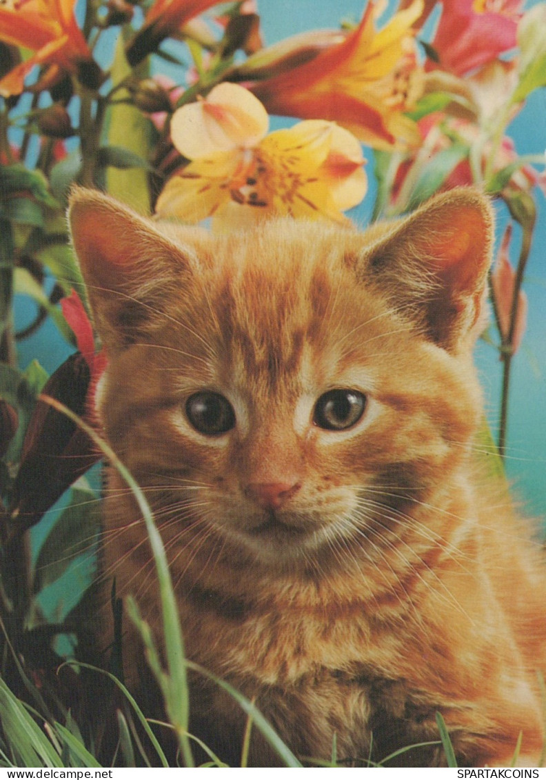 CAT KITTY Animals Vintage Postcard CPSM #PAM521.A - Gatos