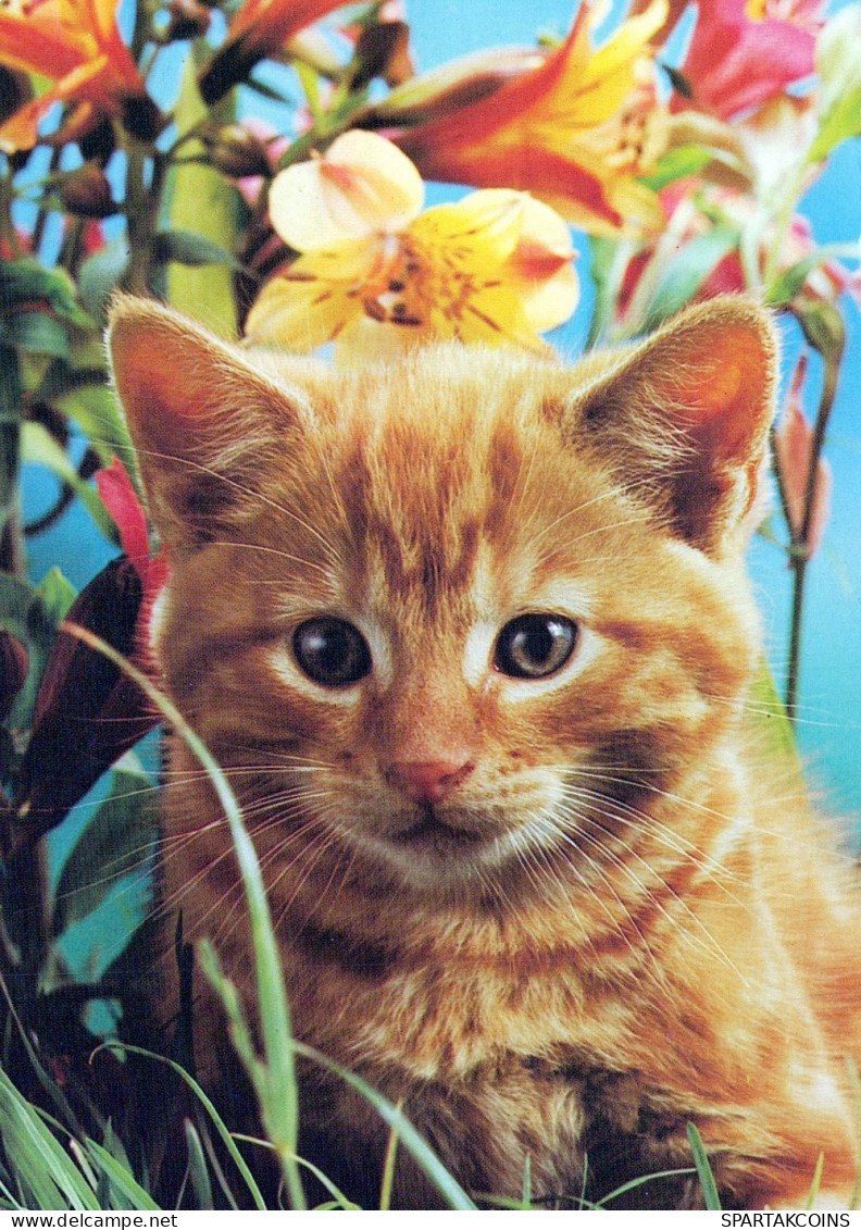 CAT KITTY Animals Vintage Postcard CPSM #PAM521.A - Gatos