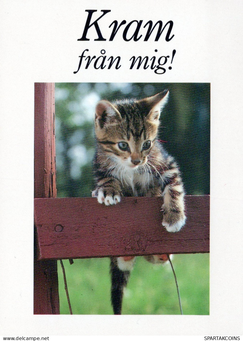 CAT KITTY Animals Vintage Postcard CPSM #PAM511.A - Gatos