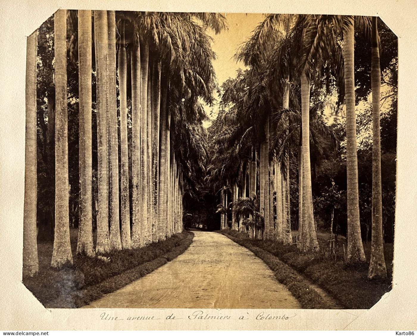 Colombo , Sri Lanka Ceylan Ceylon * Avenue De Palmiers * Grande Photo Albuminée Circa 1885/1910 Format 25x20cm - Sri Lanka (Ceilán)