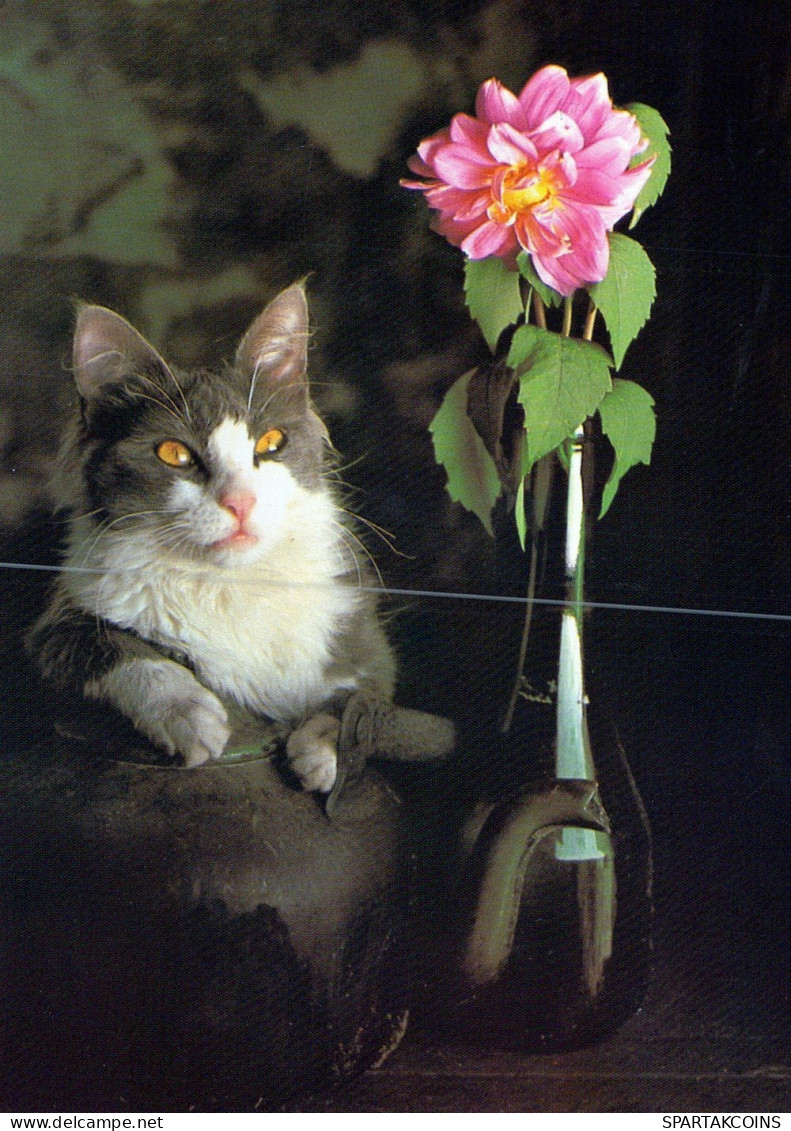 GATTO KITTY Animale Vintage Cartolina CPSM #PAM173.A - Katzen