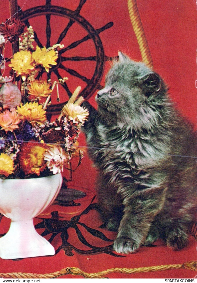 CHAT CHAT Animaux Vintage Carte Postale CPSM #PAM114.A - Chats
