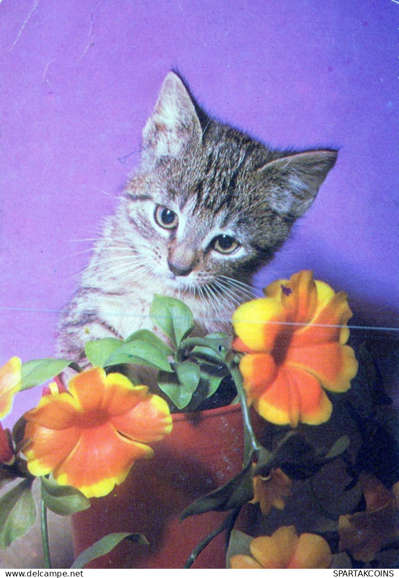 KATZE MIEZEKATZE Tier Vintage Ansichtskarte Postkarte CPSM #PAM080.A - Chats