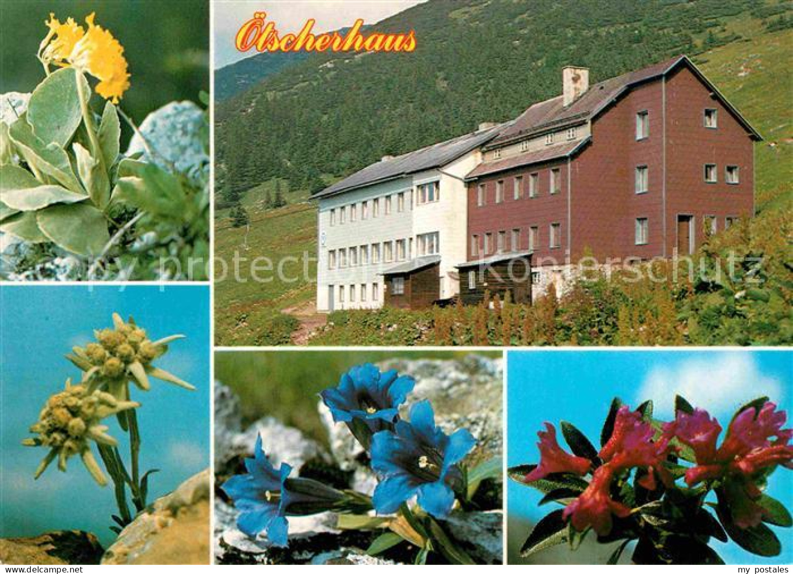 72722115 Lackenhof Gaming Oetscherhaus Alpenflora Lackenhof Gaming - Sonstige & Ohne Zuordnung