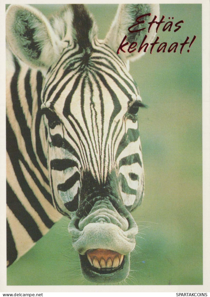 CEBRA Animales Vintage Tarjeta Postal CPSM #PBR910.A - Cebras