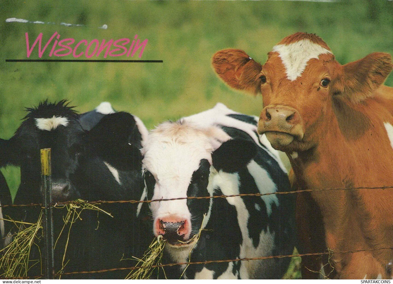 VACHE Animaux Vintage Carte Postale CPSM #PBR837.A - Vaches