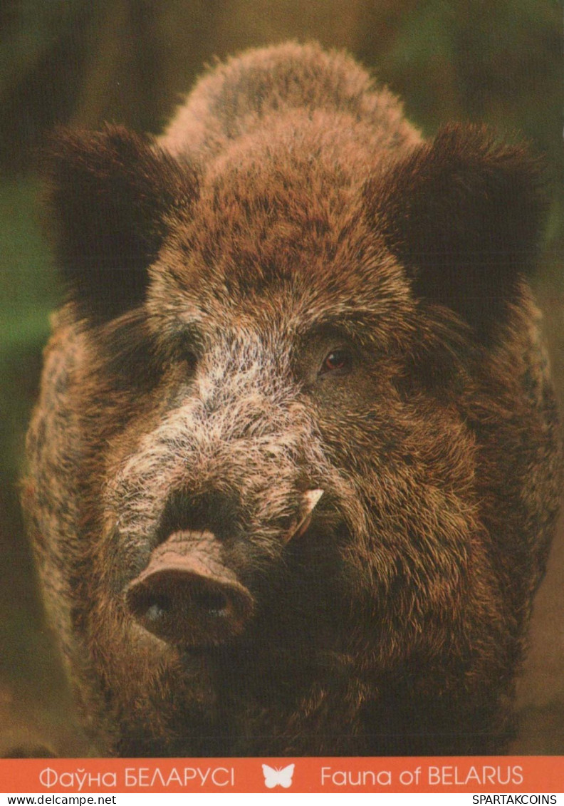 PIGS Tier Vintage Ansichtskarte Postkarte CPSM #PBR783.A - Maiali